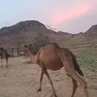 حمرا دم للبيع