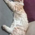 بسه شيرازيه أليفه نظيفه