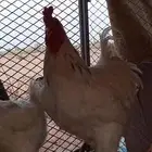 السلام عليكم ورحمة الله وبركاته ديك ابراهما