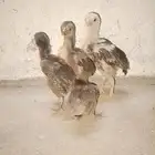 صوص باكستاني شامو يباني
