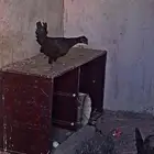 ديك اسود العمر 5 شهور ودجاجتين سود وحده قباعيه السعر على الس