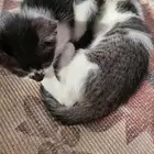 قطط لتبني