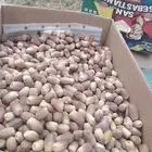 تمر بيشه