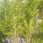 مشتل زهرة الريف تنسيق الحدايق وشبكات الرى