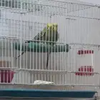 جوز بادجي منتج مشروط مع فرخ