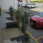 اشجار للبيع