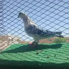 حمام شامي