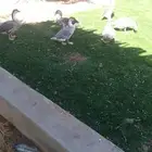 ثلاث وز عراقي مع فحلهن وثنتين مصري