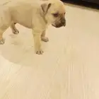 جراوي كين كورسوا للطلب ذكور اناث العمر ثلاث شهور