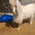تيس فحل مصري مصنف للبيع