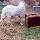 خروف حري جذع فل الفل