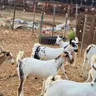 معنا جفار بلدي طيبة