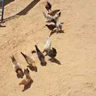 دجاج بشاير للبيع