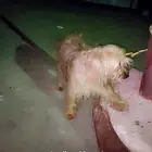 dogs
