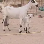 عنز فاخره للبيع