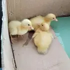 بط بكيني