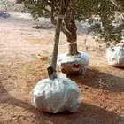 زراعة النخيل والاشجار باانواعها