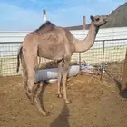 للبيع بكره مقنوي طيبه