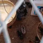 الدجاجه شرط تحتها 10 صيصان صحتهم سليمه على سوم