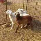 بهم ذبايح