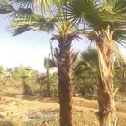 يوجد لدينا نخيل واشنطني امريكي ابو مروحه زينه