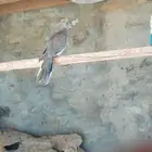للبيع حمام قماري اليف الموقع الجايزه