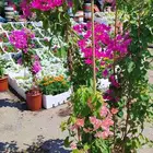 تنسيق حدائق