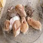بيع ارانب البيع سمح
