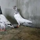 حمام باكستاني
