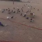 للبيع حمام قطيفي