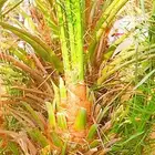 نخل القصيم نخل للبيع تصدير الى قطر الكويت الإمارات مصر