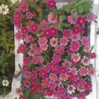 منسق حديق وتركيب جميع شبكات الري العادي