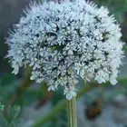 بذور البسباس البري