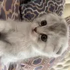 قطط سكوتش كيتن مكس شيرازي