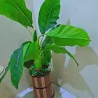 شجرة زينة للمنزل