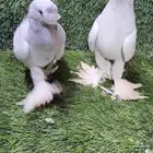 للبيع الموقع الرياض