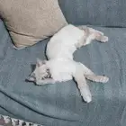 قطه هملايا بلو أنثى للتبني العاجل