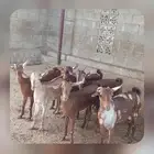 جفار ماعز دهم وبهر تأسيس مراح