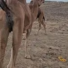 ناقه لقحه تم البيع