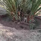 يوجد الدنيا نخل للبيع اخلاص الرياض