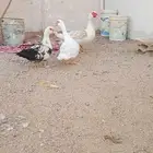 بط سوداني للبيع