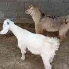 تيوس