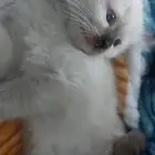 قطط انثى وذكر العمر شهرين و3أيام الام شيرازيه والاب همالايا