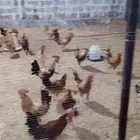 big chicken