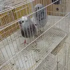 حمام