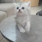 قطه شيرازي رمادي انثى العمر شهرين واسبوع