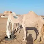 تافه شقحاء ممشاء وطفاح وراس كفو