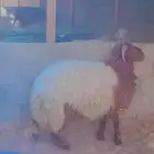 نعيم جبر ظهر مقفل وطرف طيب