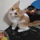 قطط للتبني