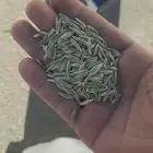 سويقه بلادي